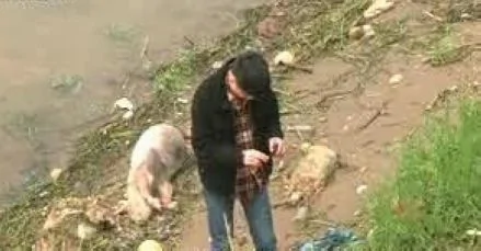 開福區相關部門負責人在三汊磯大橋湘江邊調查漂來的死豬。