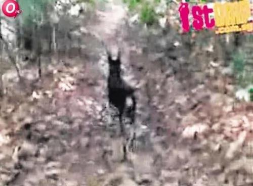 新媒:游客被困森林 路遇一灵犬带路逃生