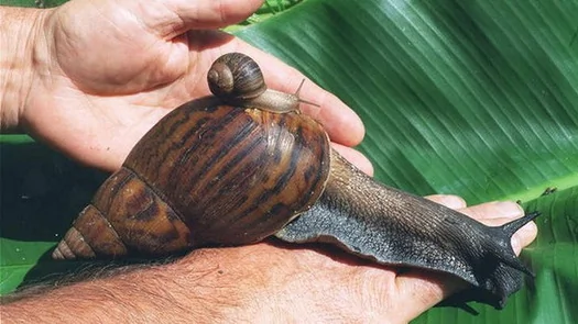 美国佛州恐遭非洲巨蜗牛入侵：硕大如老鼠(图)