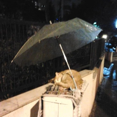 好心人替流浪猫撑伞遮雨被拍下网友感动争相分享