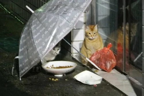 台湾好心人替流浪猫撑伞遮雨网友感动争相分享