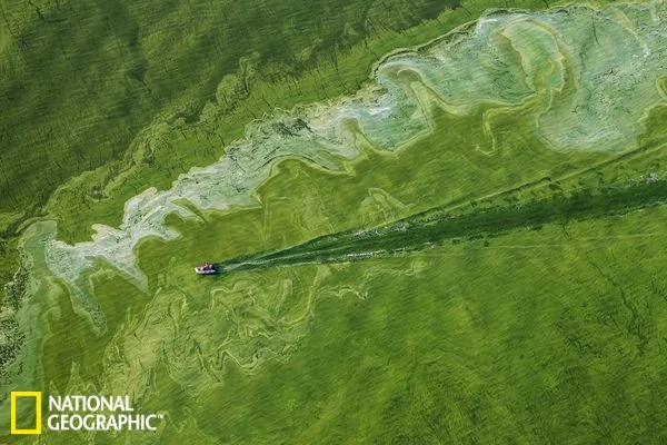 全球水体污染致藻类爆发：中国男孩海藻里游泳(高清组图)