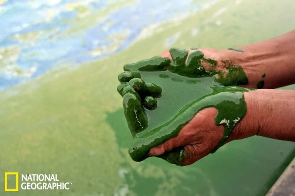 全球水体污染致藻类爆发：中国男孩海藻里游泳(高清组图)