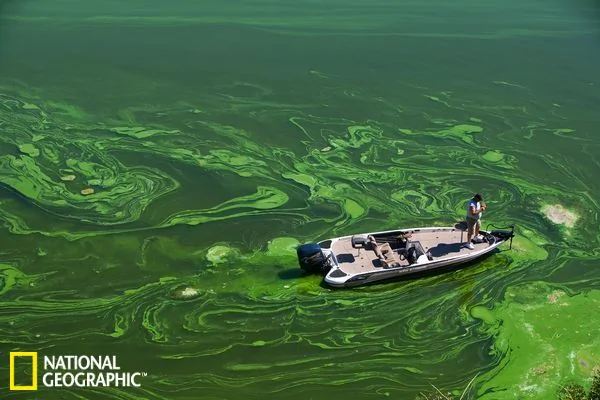 全球水體污染致藻類爆發：中國男孩海藻里游泳(高清組圖)