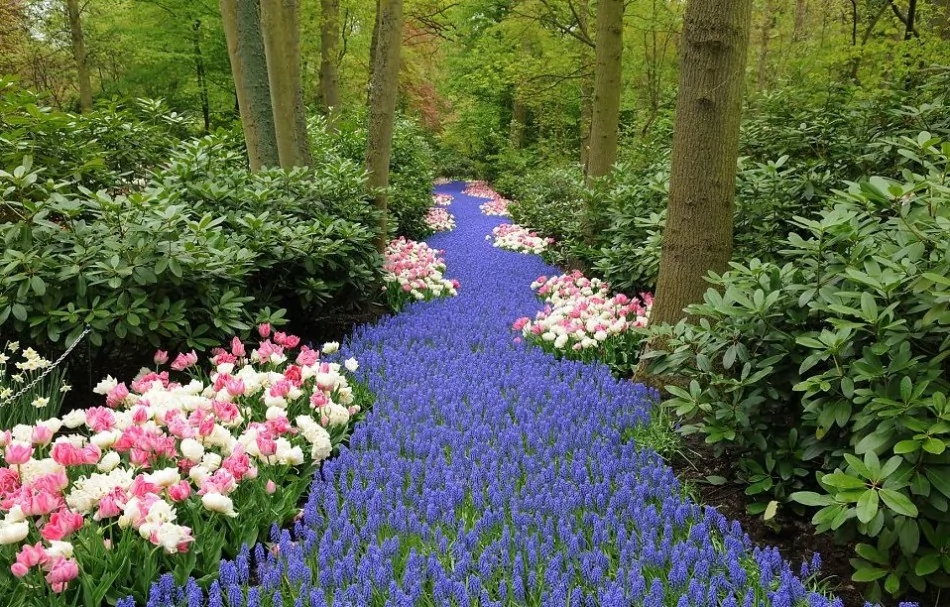 探访世界最大花园：700万株美丽花朵怒放(高清组图)