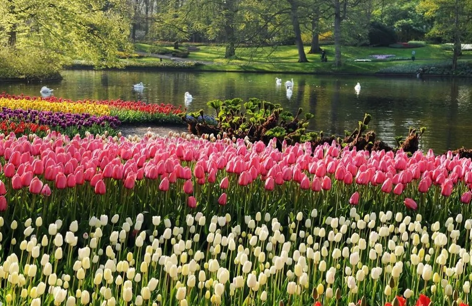 探访世界最大花园：700万株美丽花朵怒放(高清组图)