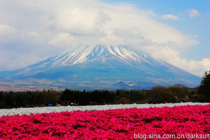 富士山脚下超级震撼的芝樱花海