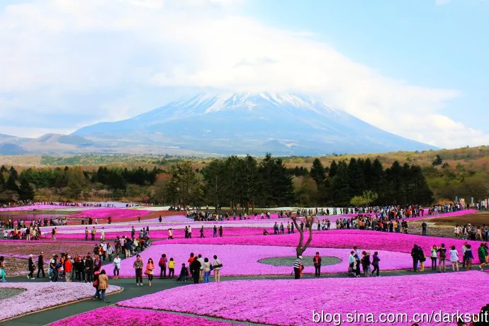 富士山脚下超级震撼的芝樱花海