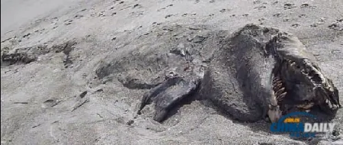 血盆大口酷似恐龙9米“海怪”尸体现身新西兰海滩(组图)