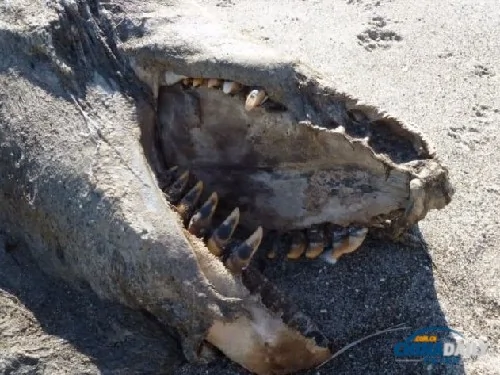 血盆大口酷似恐龍9米「海怪」屍體現身新西蘭海灘(組圖)