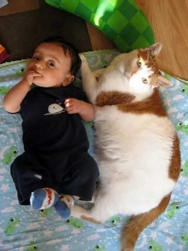 温柔大胖猫陪男婴长大~0到3岁全纪录
