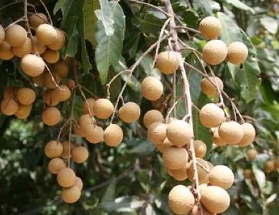 女人必备的7大黄金食物!