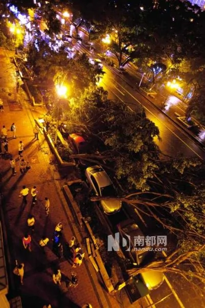 大图：广州滨江西路140号楼前，13棵细叶榕在昨晚的狂风中全部连根拔起，压住了路边的10辆小车。南都记者黎湛均摄