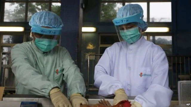 檢驗人員檢查雞群是否感染H7N9禽流感病毒
