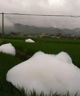 福建稻田暴雨后惊现“巨型怪物”