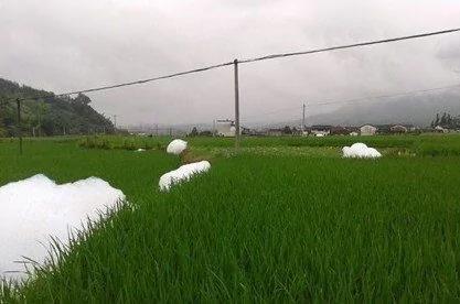 福建稻田暴雨后惊现“巨型怪物”