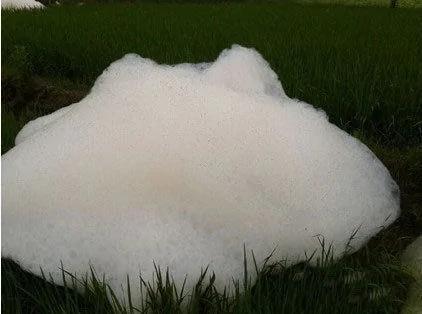 福建稻田暴雨后惊现“巨型怪物”