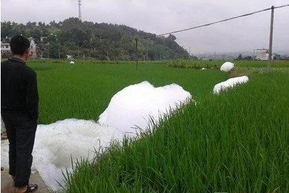 福建稻田暴雨后惊现“巨型怪物”
