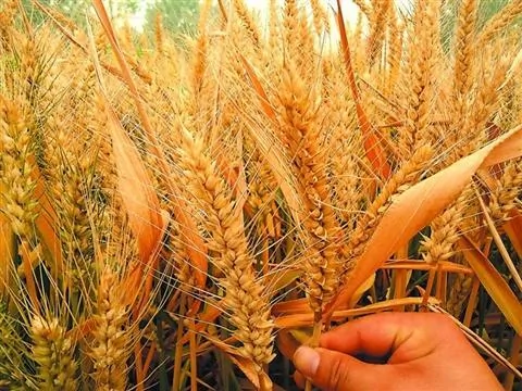 美国“转基因”小麦震动全球多国恐慌取消订单