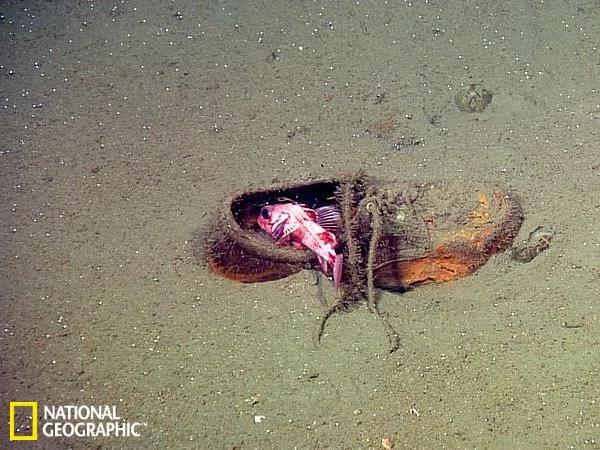 探测器拍摄深海垃圾遍地:改变海洋生态系统(高清组图)