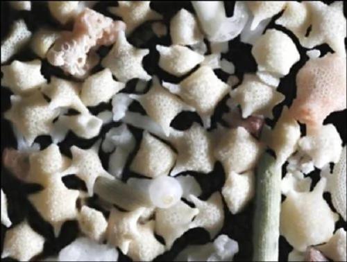 一叶一菩提 沙子放大250倍下的神奇大千世界