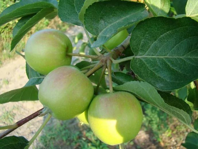 8种“难吃”的食物更养人