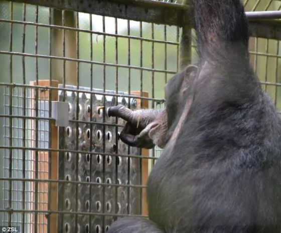 惠普斯奈德动物园的科研团队发现，不管黑猩猩是否赢得奖励，它们都会从解决难题中享受乐趣
