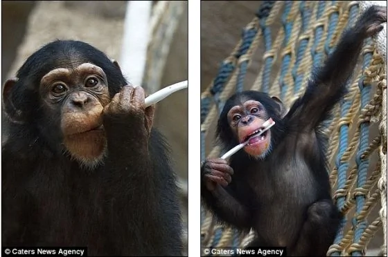 眾所周知，黑猩猩喜歡玩遊戲，而有些遊戲和人類行為很像。在斯洛伐克布拉迪斯拉發動物園，這隻兩歲大的黑猩猩已學會用牙刷刷牙。