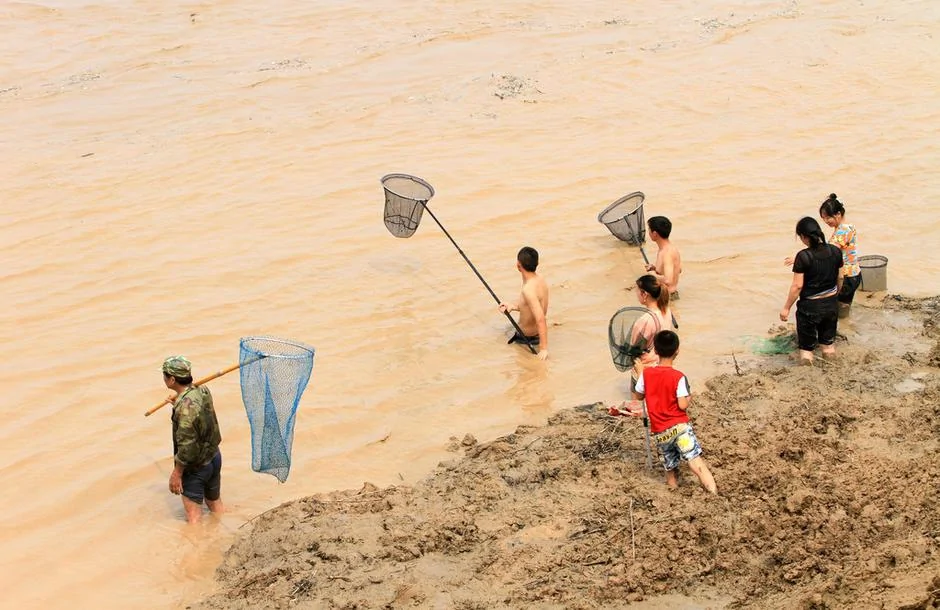 河南三门峡大坝开闸调水调沙上千人疯狂捞鱼(高清组图)