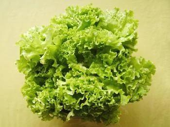 生菜──让我们夏日里好入眠