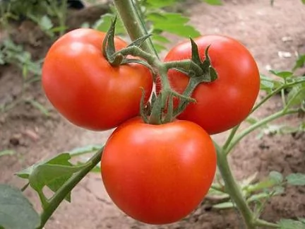 西紅柿很萬能防治10種毛病