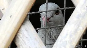 河南鄭州紫荊山公園內一隻鴿子被關在籠里（新華社圖片15/4/2013）