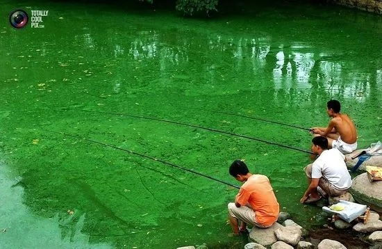 合肥一条被水藻覆盖的河流，三名少年坐在岸边钓鱼。不断扩张的城市、过度使用化肥以及各种工厂的肆意排污，中国的水资源现状不断恶化，近半数河流和湖泊严重污染。