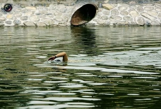 北京，一名男子在被污染的河水中游泳。