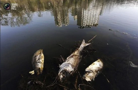 合肥一条惨遭污染的河流，几条死鱼漂在水面上。
