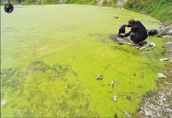 襄樊一个污染的池塘，一名男子蹲在岸边洗衣服。