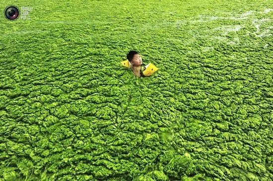 青岛，一名少年在被海藻覆盖的海水中游泳。