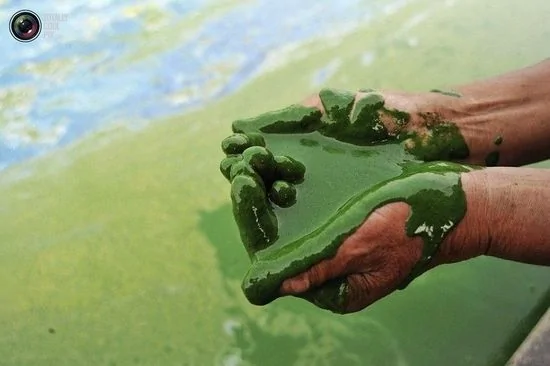 合肥巢湖，一名漁民向記者展示被水藻污染的湖水。