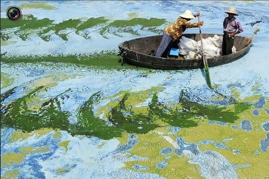 安徽合肥，一名渔民划着船，在被水藻污染的湖面上行进。
