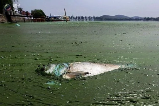 武汉东湖，一条死鱼漂在被水藻覆盖的湖面上。