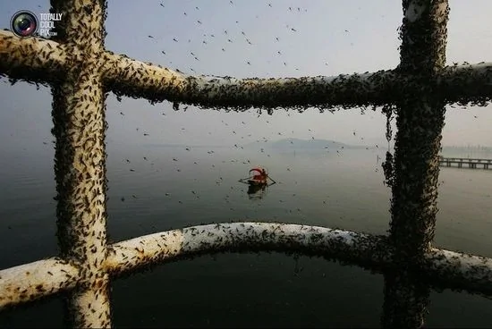武漢東湖，無數蚊蚋聚集在欄杆上，看著讓人頭皮發麻。