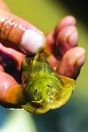 6月14日，科考队员在金沙江石鼓段采集到的一条金沙江土著鱼：青石爬鮡。