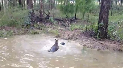袋鼠想要淹死狗：獒犬狂吠頭被強按水中