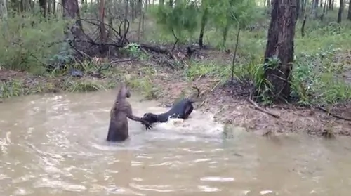 袋鼠想要淹死狗：獒犬狂吠头被强按水中