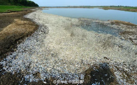 长江支流百里府河临近武汉段2日开始出现约30公里长的死鱼漂浮带