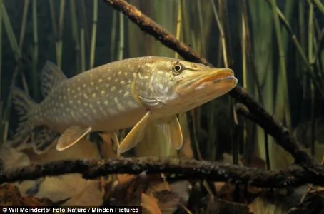 英國發現迄今最大的梭子魚