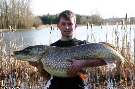 英国发现迄今最大的梭子鱼