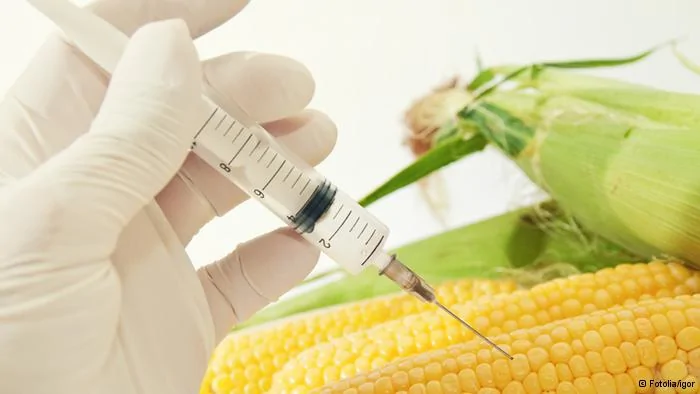 Sweet corn in genetic engineering laboratory, gmo food concept.
#43899083- Sweet corn, genetic engineering
© igor
