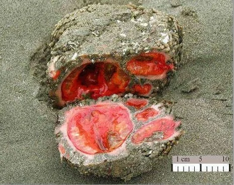 秘魯驚現怪異海洋生物雌雄同體外表似岩石