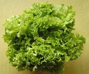 可以常吃的6大超强减肥食物